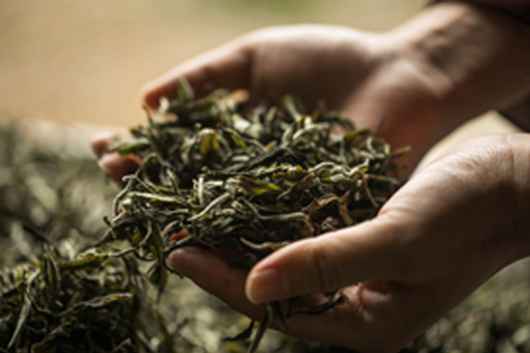 引線檢測(cè)